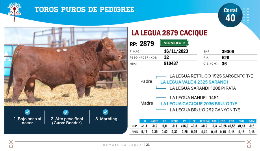 Lote TOROS ANGUS  PP