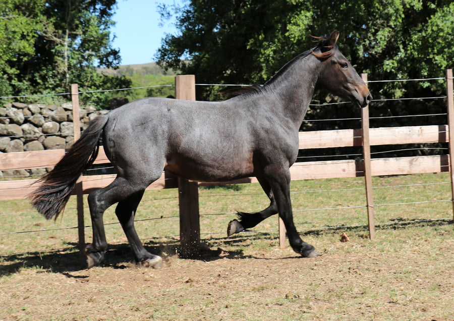 Lote AGUAS CLARAS OBRADOR