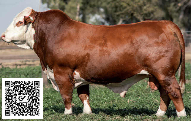 Lote Toro Braford -  Los Charabones