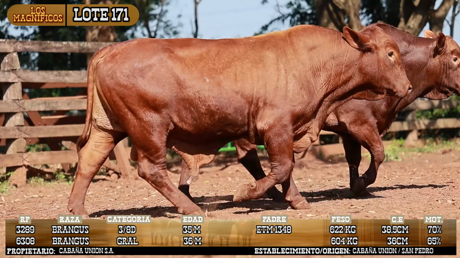 Lote LOTE 171 - PANTALLA