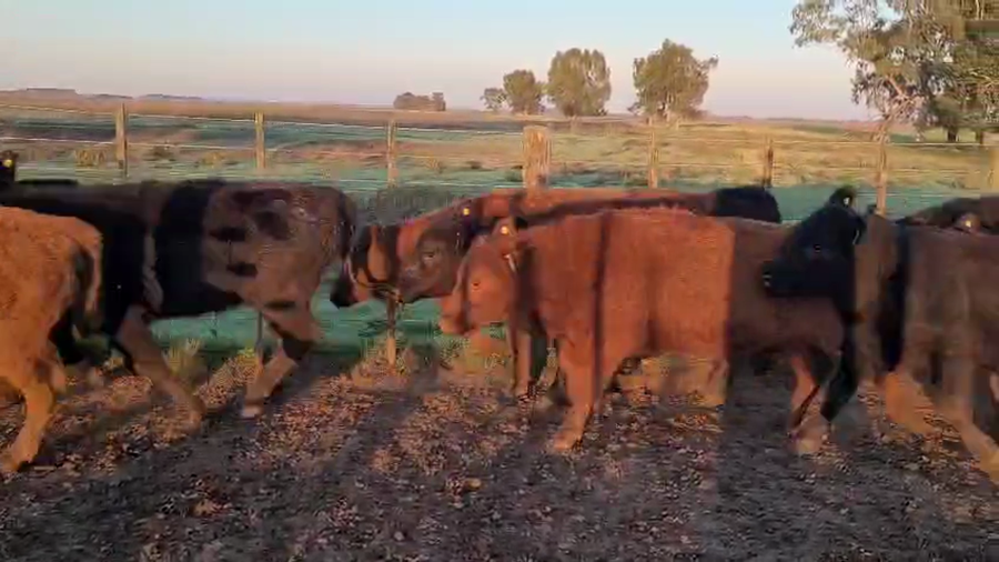 Lote 76 vaquillonas preñadas grandes ( coloradas 46 / negras 30 ) especiales Raza:  AAC y AAN