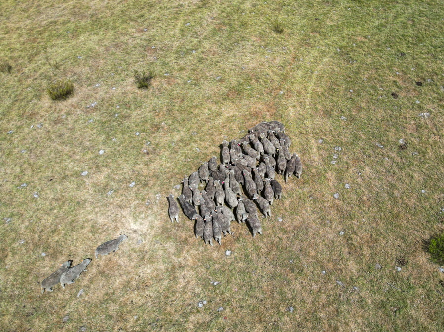 Lote Vientres MO con OFDA