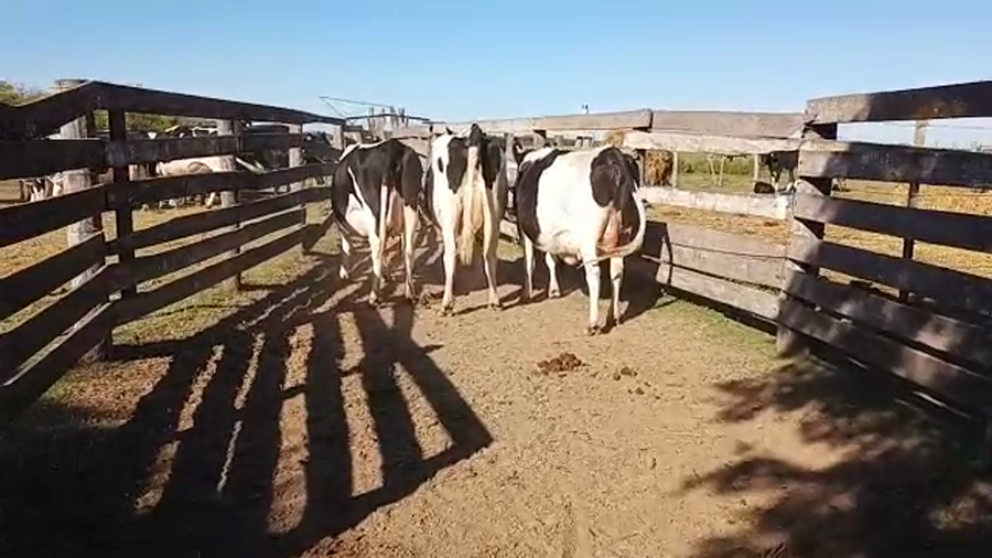 Lote 3 Vacas preñadas Holando Argentino en Col. Aldao, Santa Fe