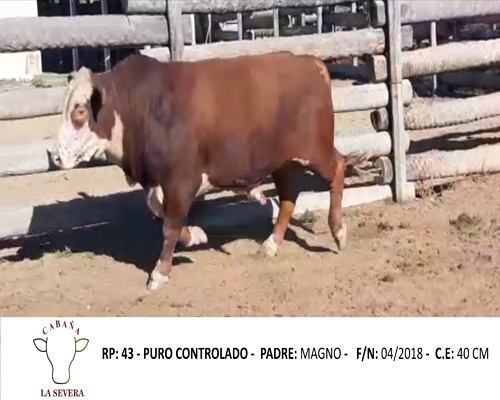 Lote SEVERA 43