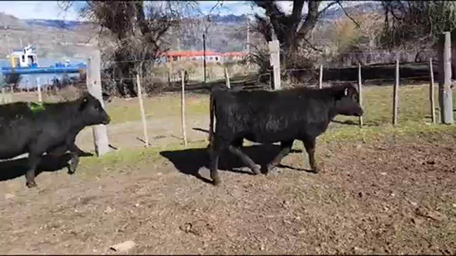 Lote 50 Ternera en Río Ibáñez, XI Región Aysén