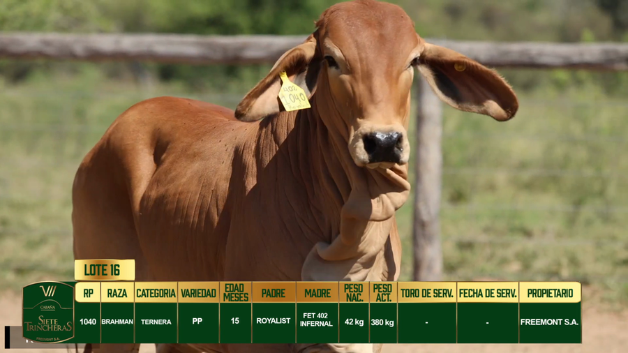 Lote LOTE 16