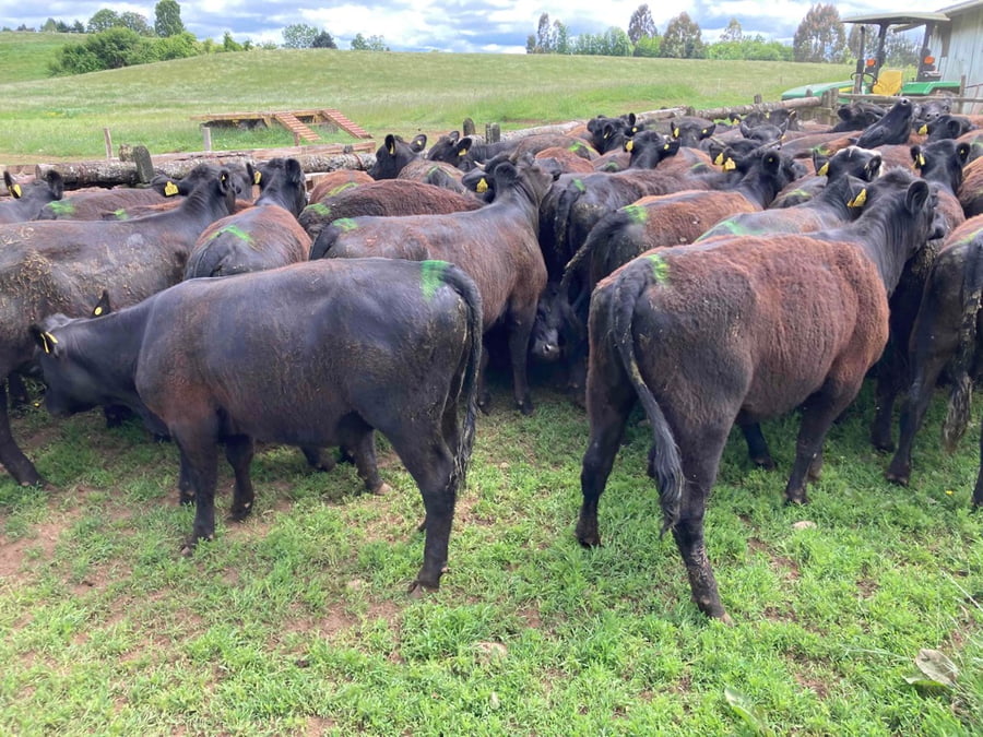 Lote 51 Vaquilla Engorda en Llanquihue, X Región Los Lagos