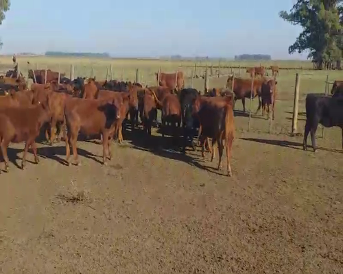 Lote 75 Terneros/as en Daireaux, Buenos Aires