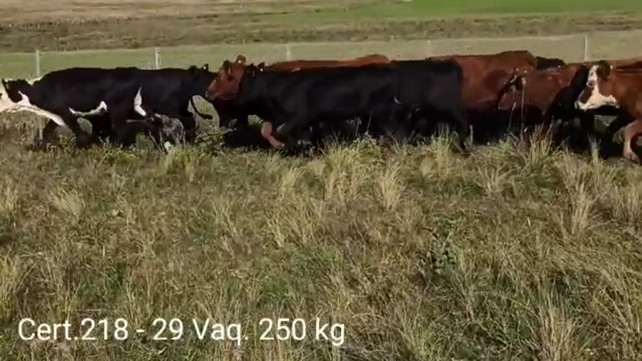 Lote VAQUILLONAS DE 1 A 2 AÑOS