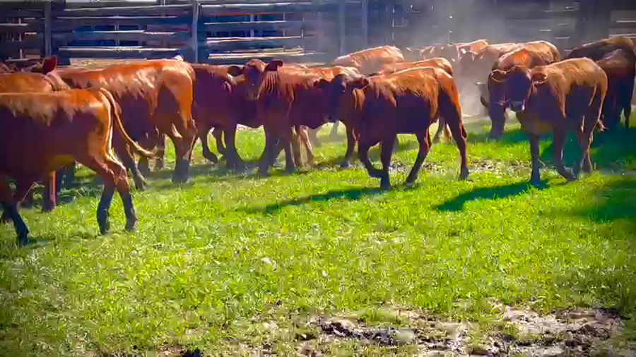 Lote 200 Terneras en Gral. San Martín, Chaco