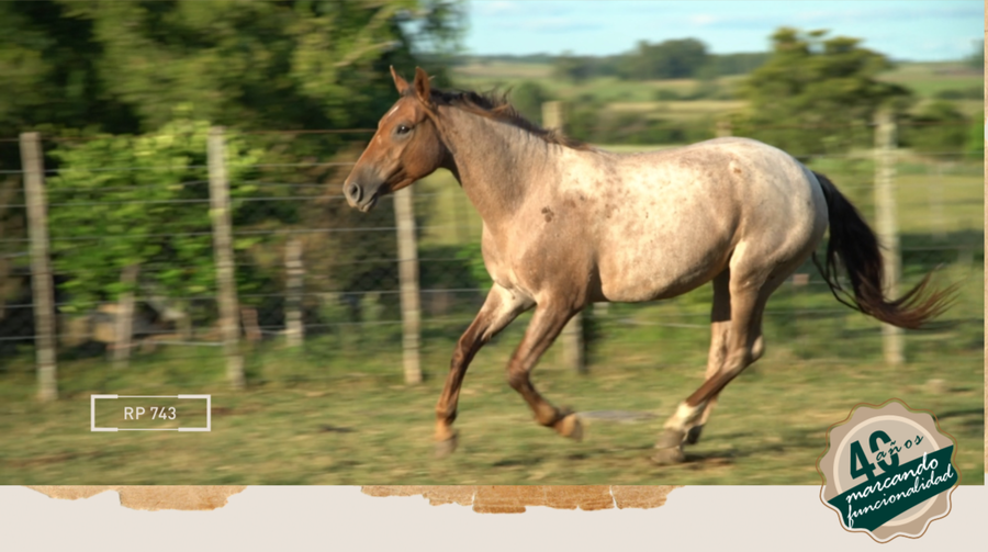 Lote EMOCIONADA MOLLES