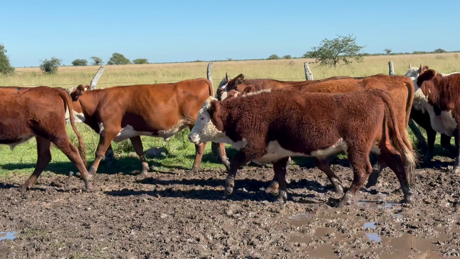 Lote 80 Novillos en Corrientes, Mercedes