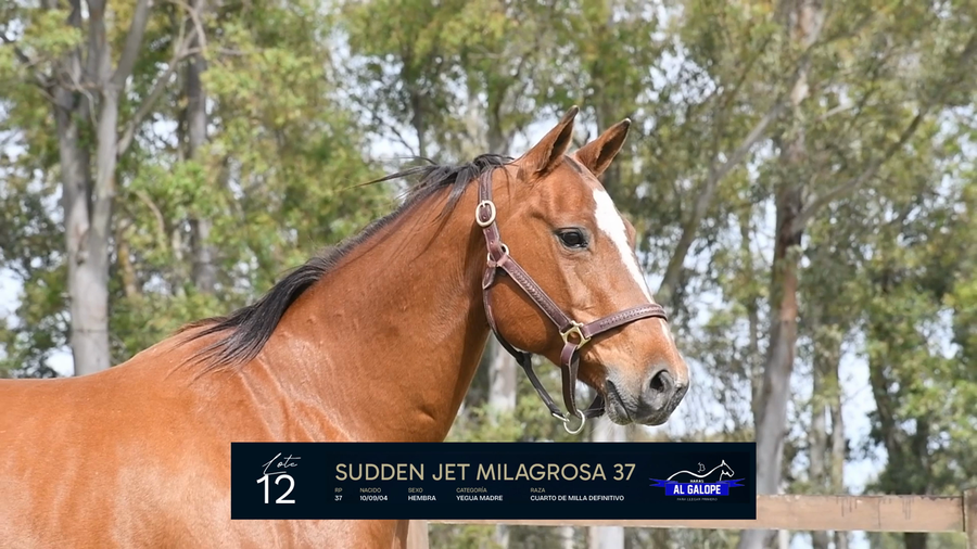 Lote SUDDEN JET MILAGROSA 37
