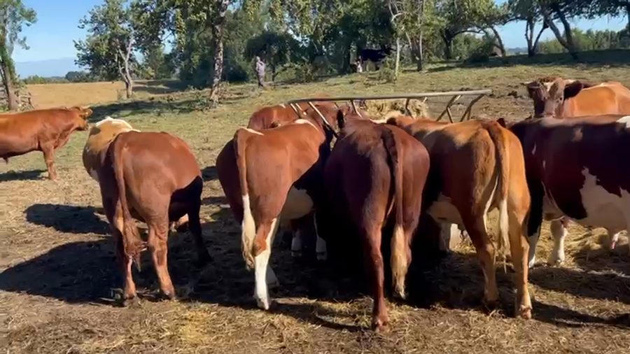 Imagen 2 del Lote Lote 55 Novillo Engorda en Los Muermos, X Región Los Lagos