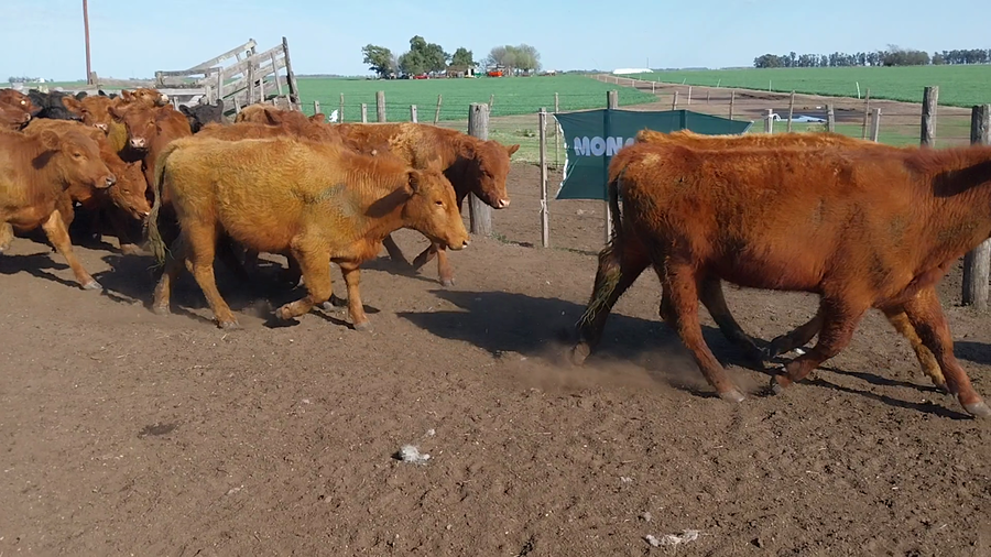 Lote 60 Terneros en Arboledas