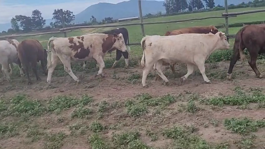 Lote 20 Novillo Engorda en Melipilla, Región Metropolitana