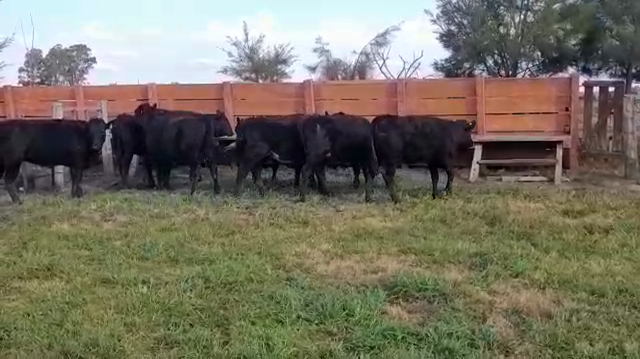 Lote (Vendido)8 Terneras ANGUS/ HOLANDO a remate en PANTALLA FEDERICO GARLAND 285kg -  en CUFRE