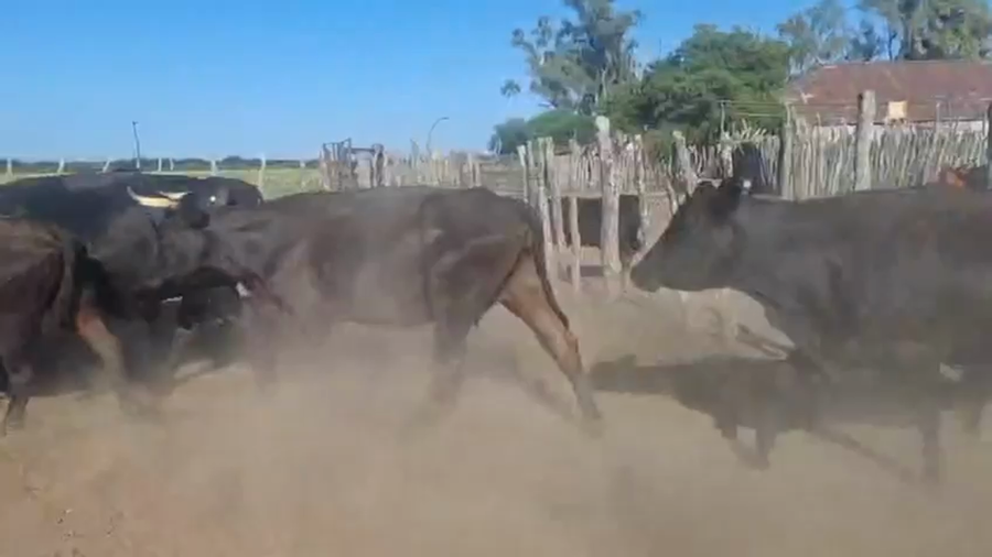 Lote 35 Vacas C/ gtia de preñez