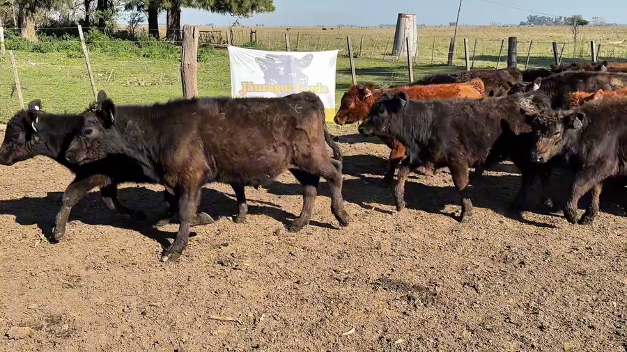 Lote 110 Terneros