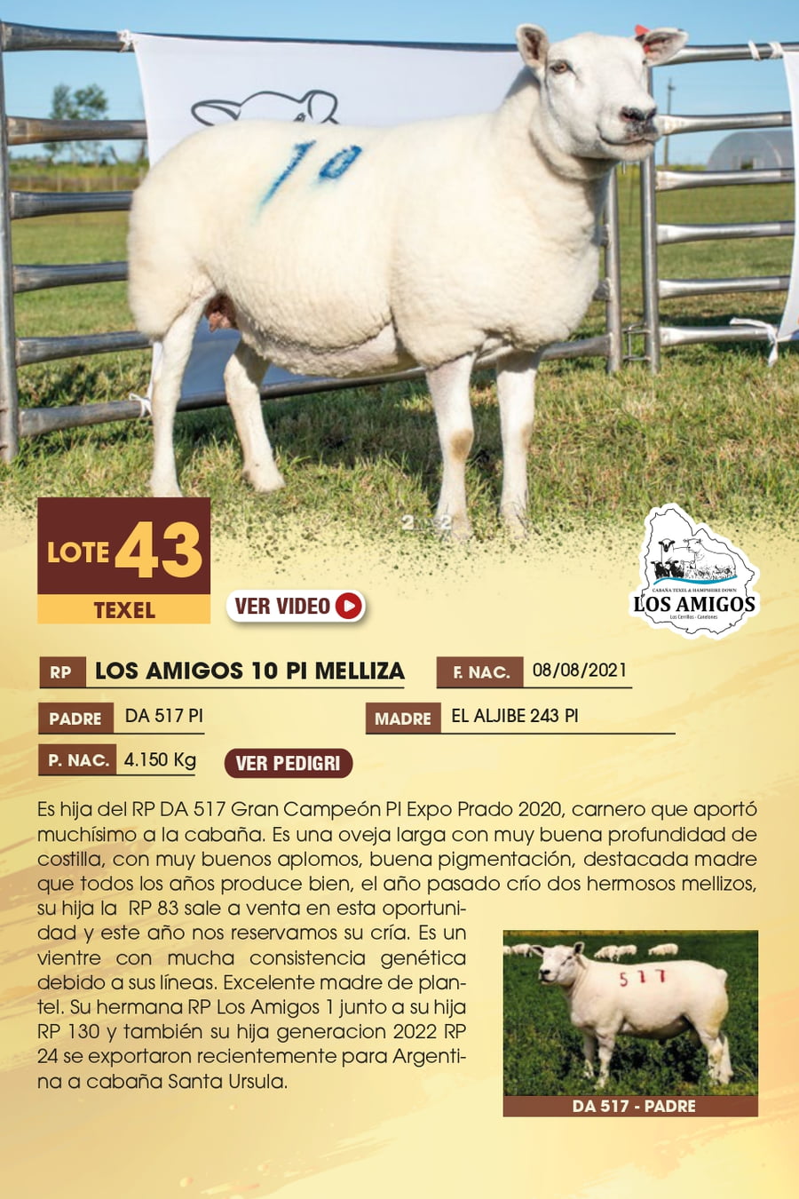 Lote 43 - TEXEL