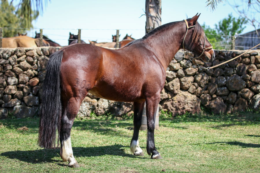 Lote Santa Ines Bailarina