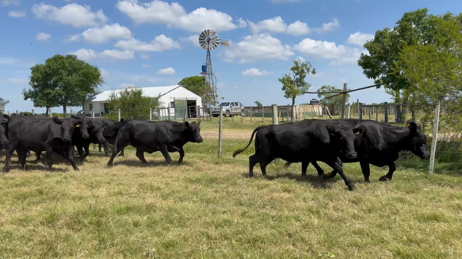 Lote 40 Vientres Entorados en Turupí,  Tacuarembó