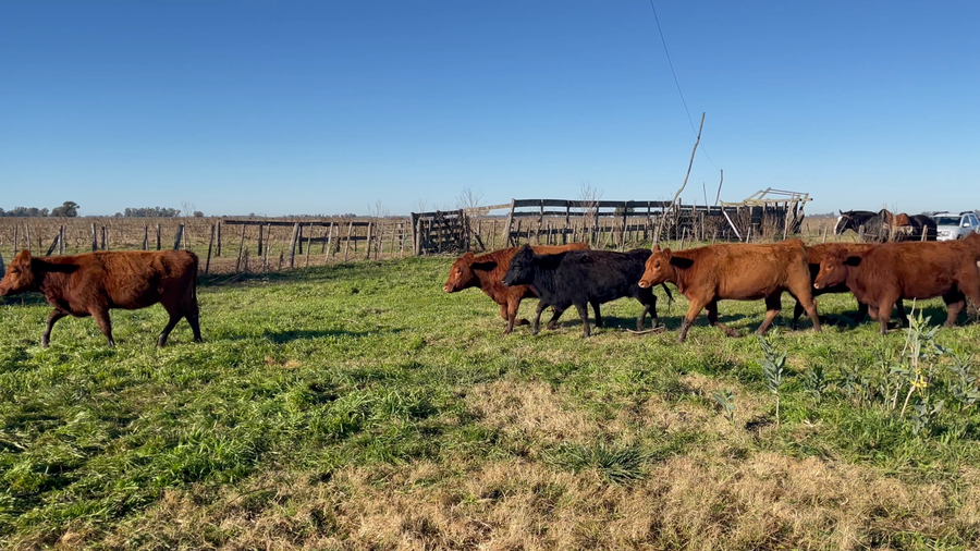 Lote 40 Vaquillonas en Buenos Aires, Navarro