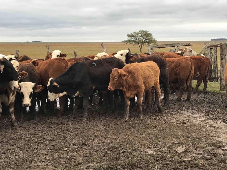 Lote 62 Novillitos en Mercedes, Corrientes