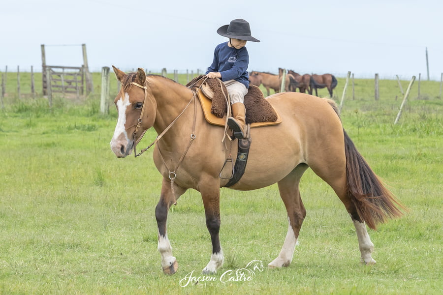 Lote Nirvana De Los Recuerdos