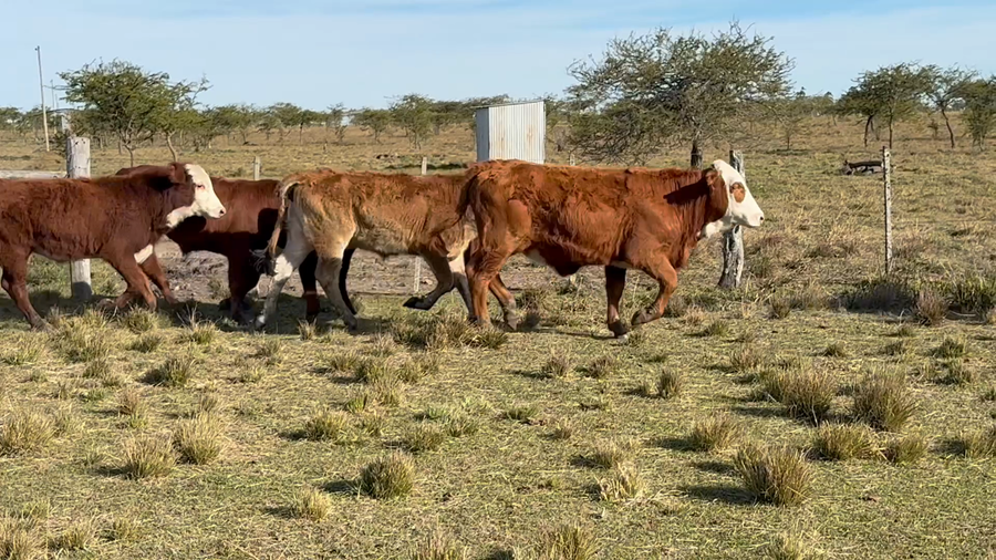 Lote 70 Terneros/as en Corrientes, Mercedes