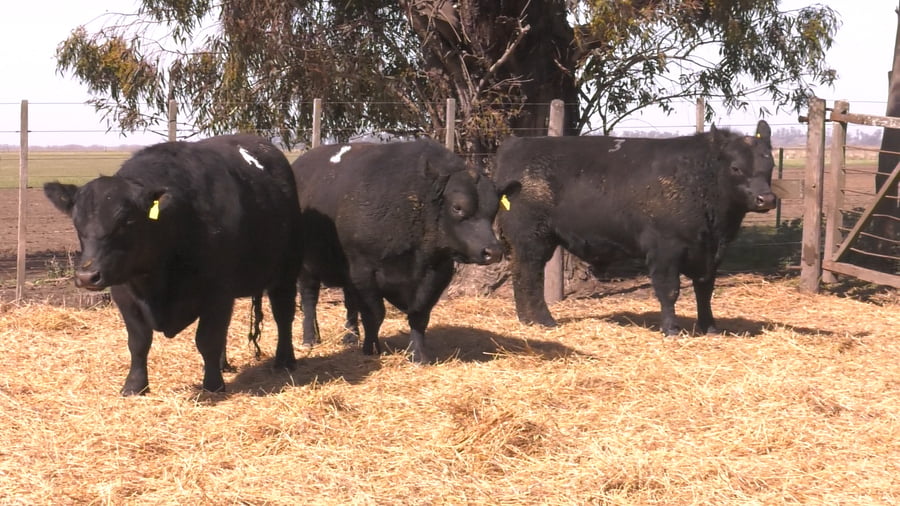 Lote TOROS PUROS POR CRUZA 