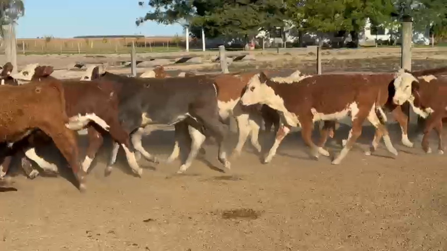 Lote 140 Terneros/as en Corrientes, Paso de Los Libres