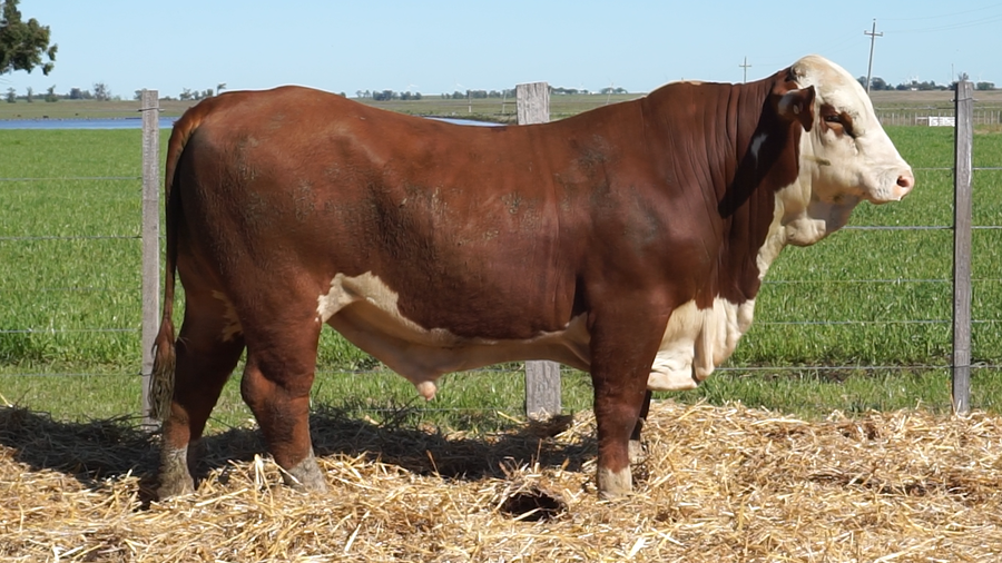 Lote 3 Toros a remate en 22º Remate Anual La Magdalena, Salto