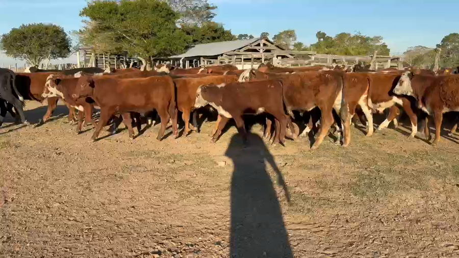 Lote 132 Terneros/as en Corrientes, Col. C. Pellegrini