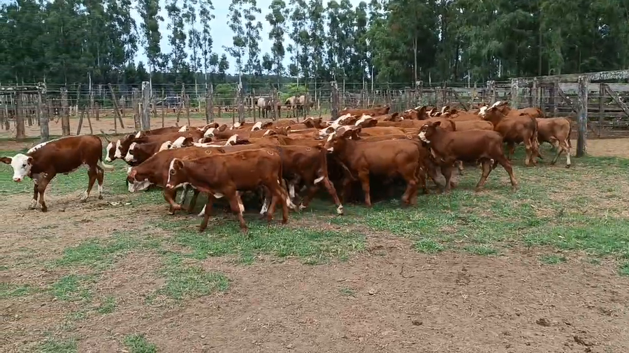 Lote 125 Terneros en Ituzaingó, Corrientes