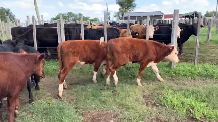 Lote 9 Terneros en Tupambaé, Cerro Largo