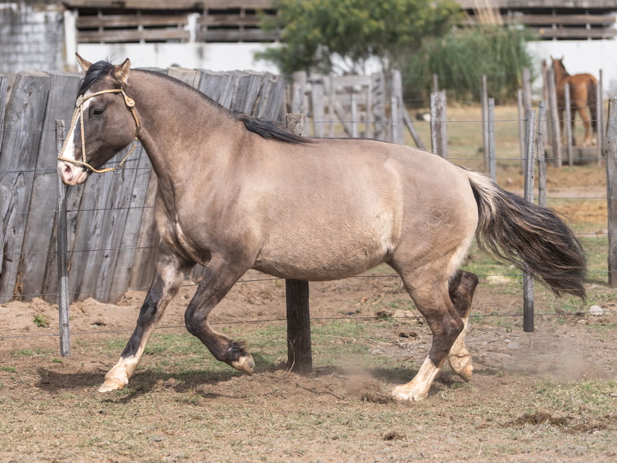 Lote LOMALTA BOHEMIA