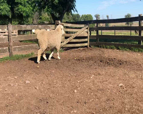 Lote 1 Borregos Planteleros en Cerro Largo, Cerro Largo