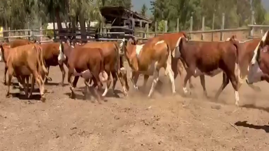 Lote 31 Vaquilla Engorda en V  Región Valparaíso, Puchuncaví