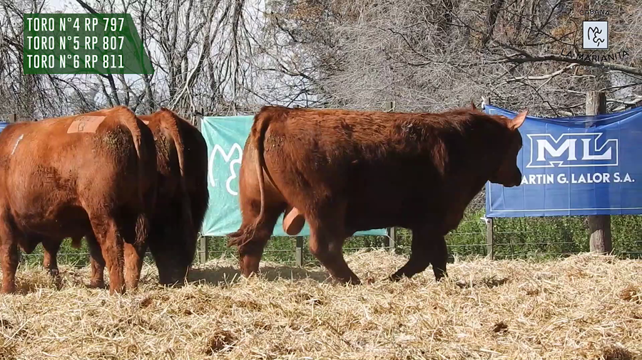 Lote "Cabaña ""La Marianita"" Toros Angus PC"