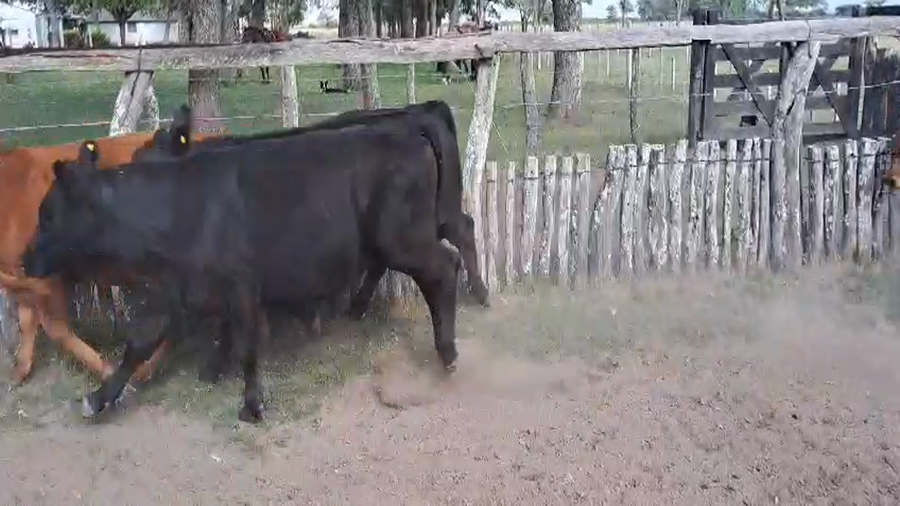 Lote 54 Terneros/as