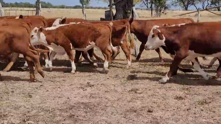 Lote 67 Terneros/as en Villaguay, Entre Ríos