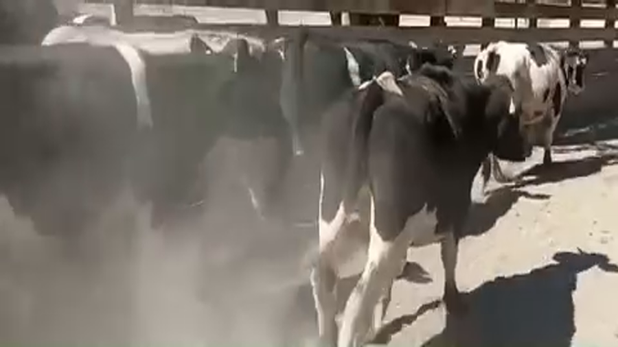 Lote 26 Novillo Engorda en Región Metropolitana, Pirque