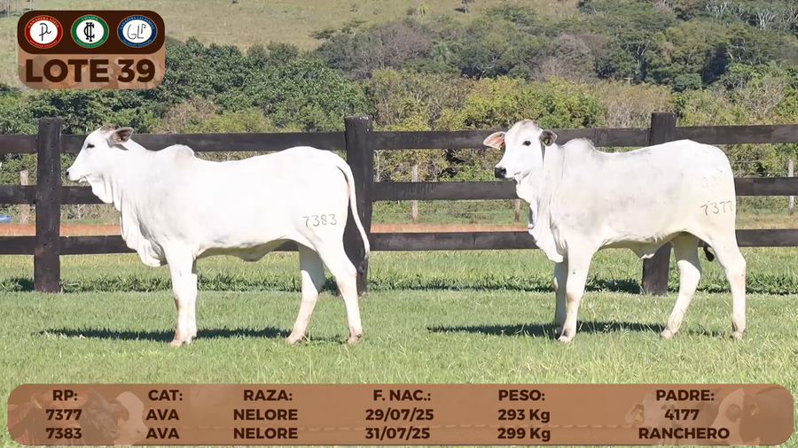 Lote LOTE 39