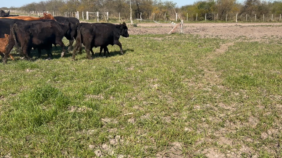 Lote 100 Vacas con Cría  en Entre Ríos, San Jaime
