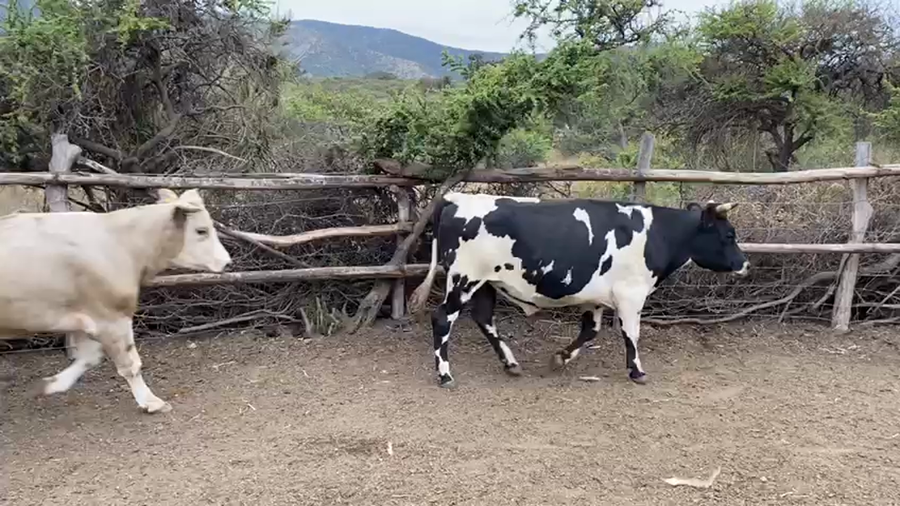 Lote 20 Novillo Engorda en La Ligua, V  Región Valparaíso