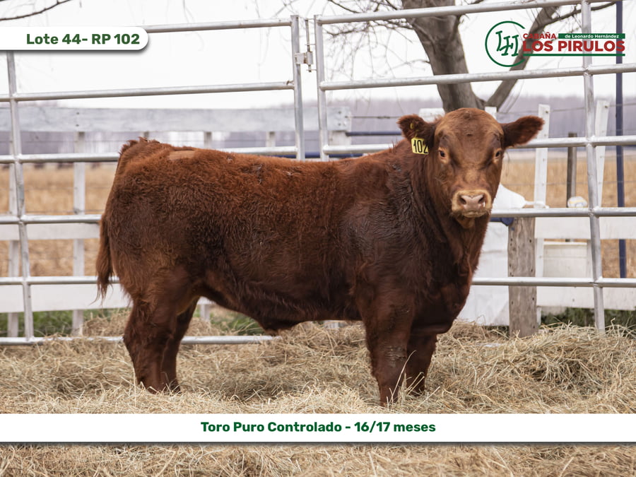 Lote TOROS PUROS CONTROLADOS - 16/17 meses