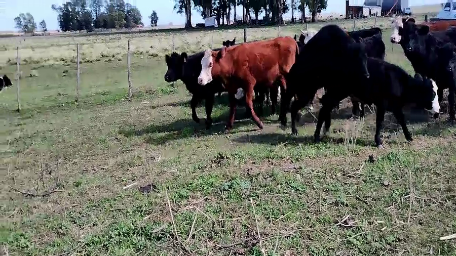 Lote 19 Terneros/as EN OLAVARRIA