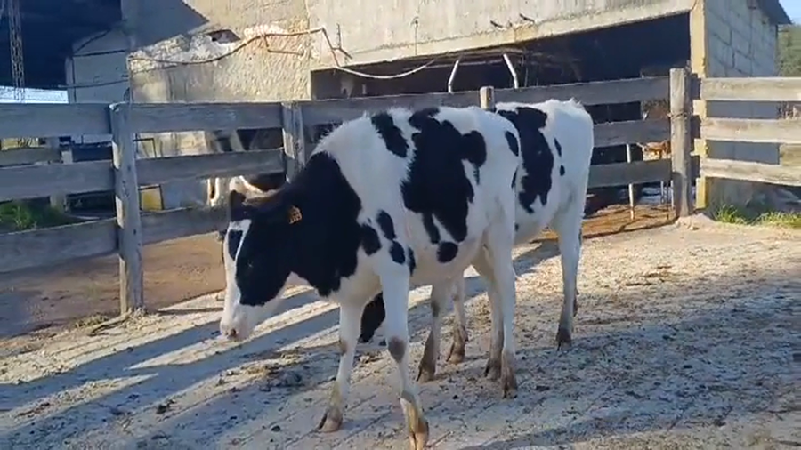 Lote (Vendido)2 Terneras Holando a remate en #45 Pantalla Carmelo  220kg -  en Puntas del Rosario
