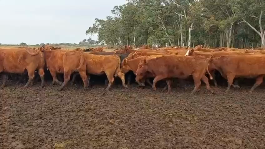 Lote 200 Vacas de invernar